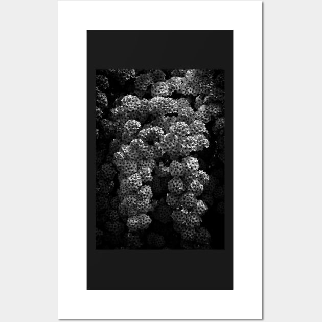 Backyard Flowers In Black And White 21 Wall Art by learningcurveca